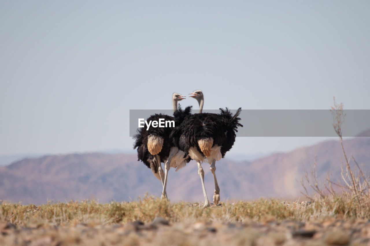 Low angle view of two ostriches on landscape against sky