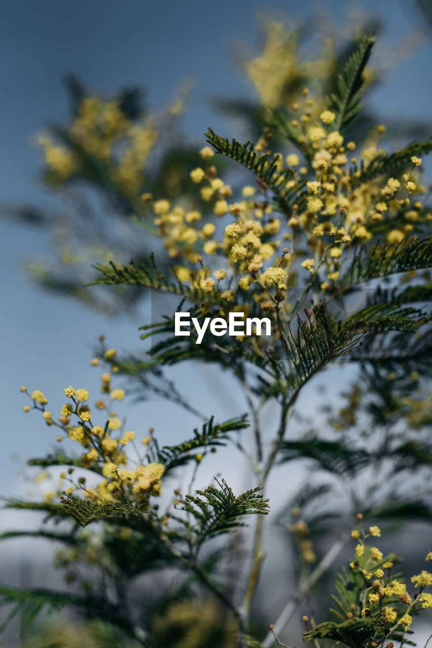 Close-up of yellow flowering plant against sky