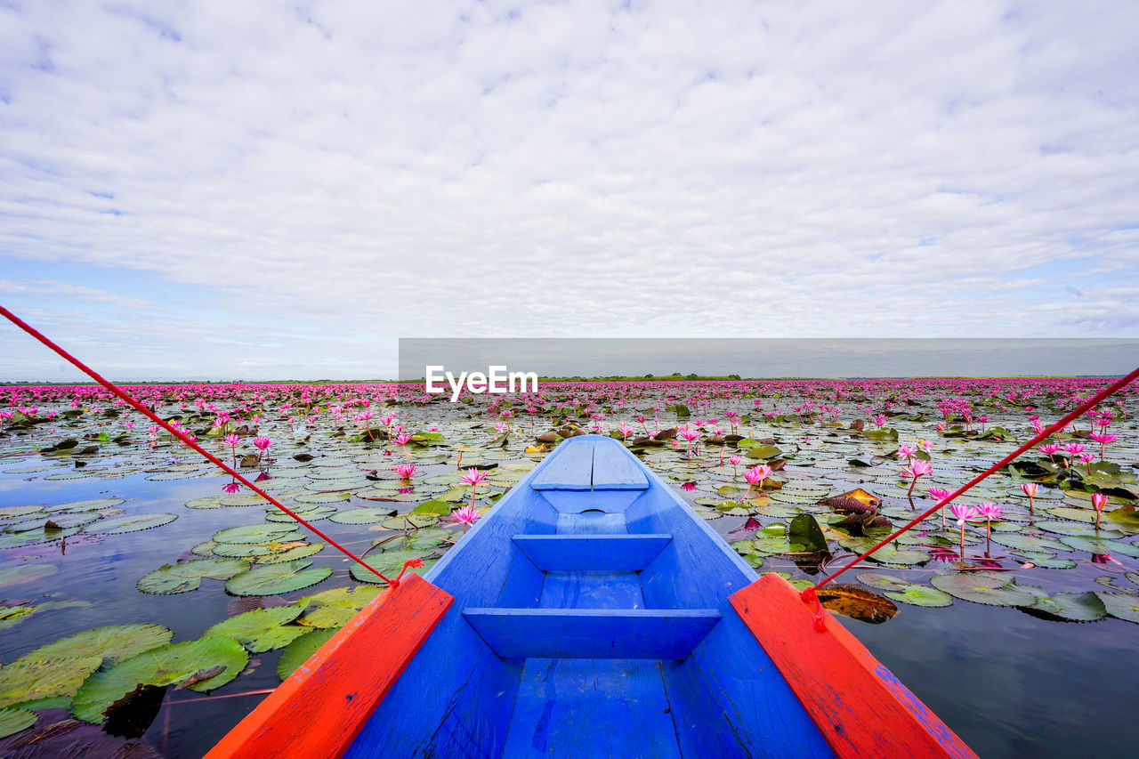 PINK FLOWERING PLANTS AGAINST SEA