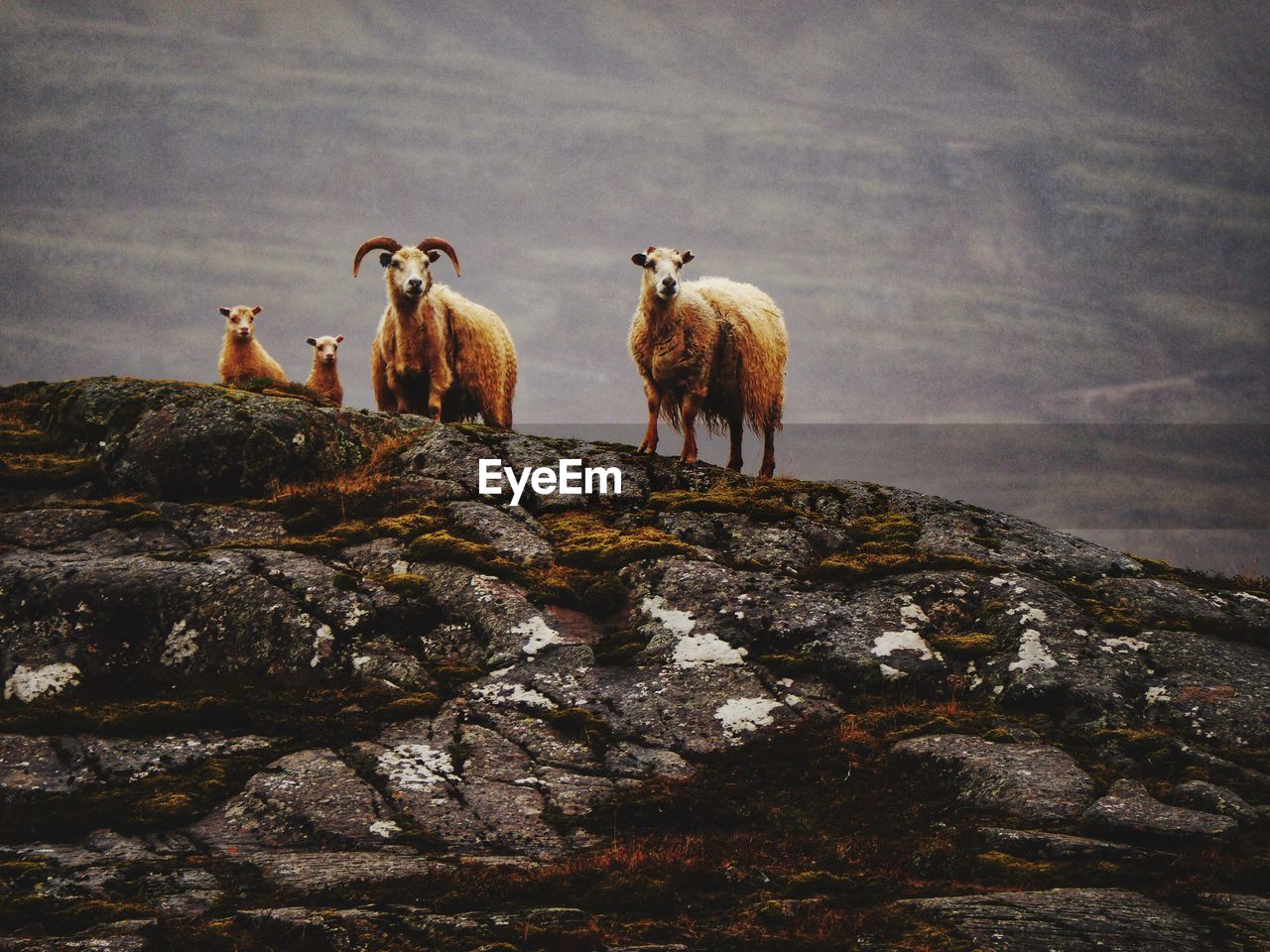 Sheep on rocky mountain peak