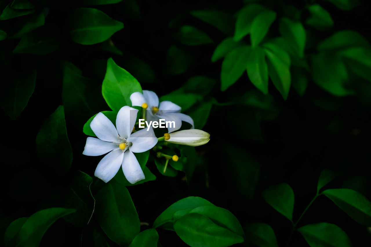 CLOSE-UP OF WHITE FLOWERING PLANT AGAINST BLURRED BACKGROUND