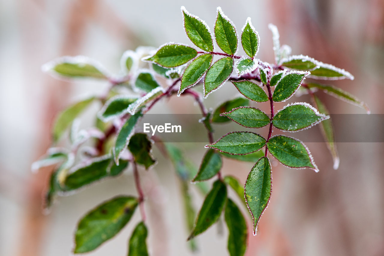 CLOSE-UP OF GREEN PLANT WITH RED LEAVES