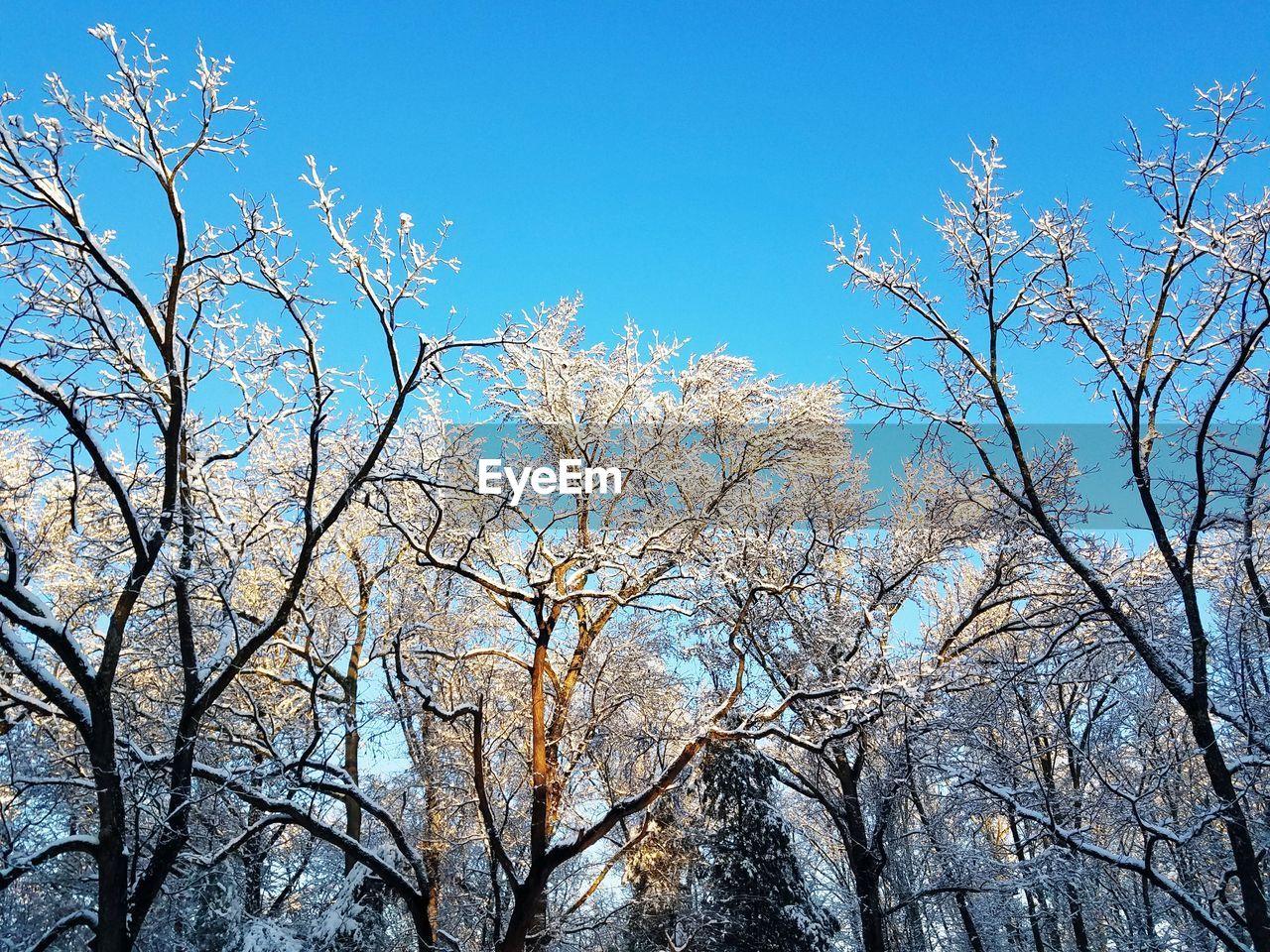 LOW ANGLE VIEW OF BARE TREE AGAINST CLEAR BLUE SKY