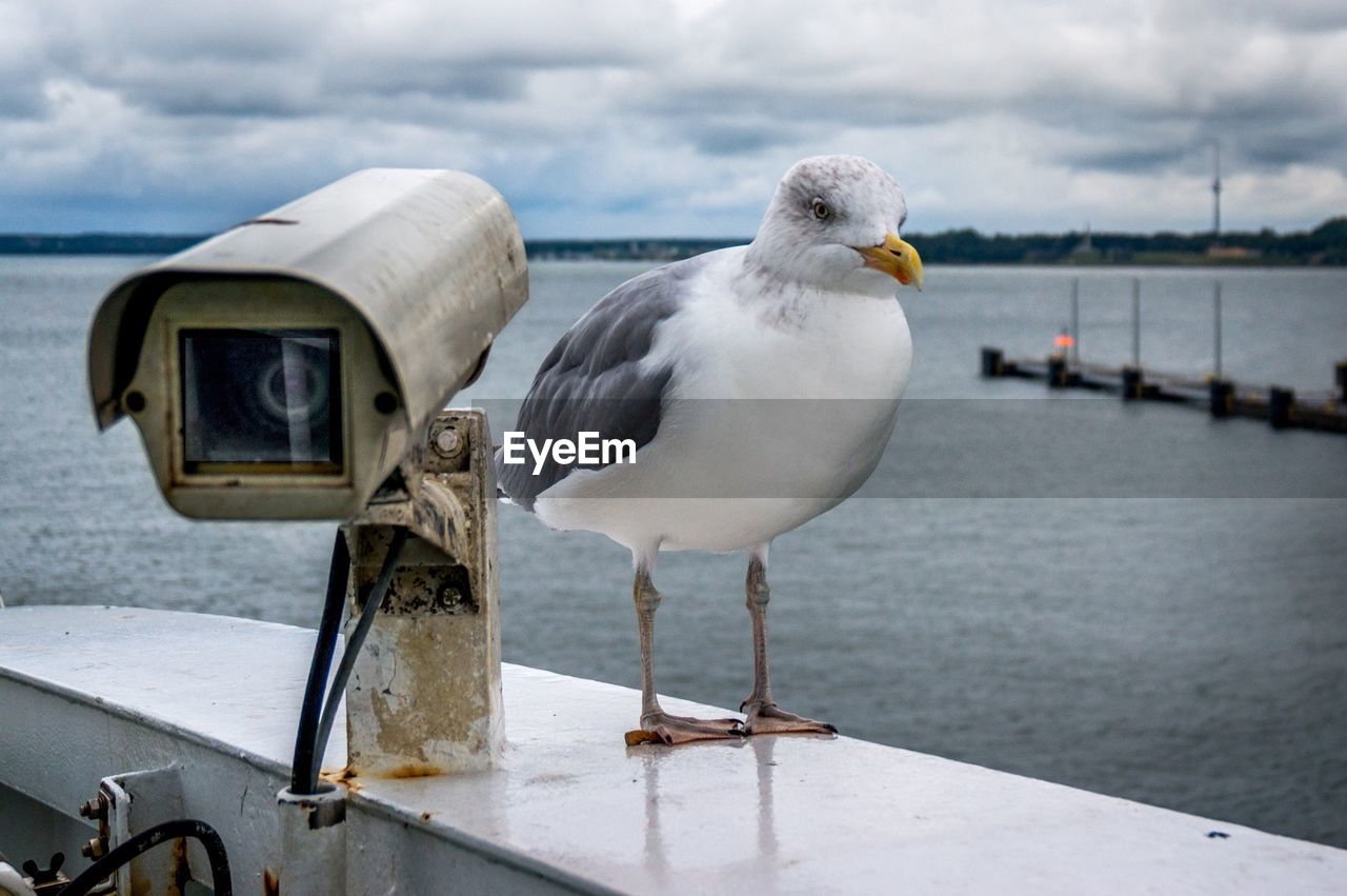 Seagull perching by security camera against lake