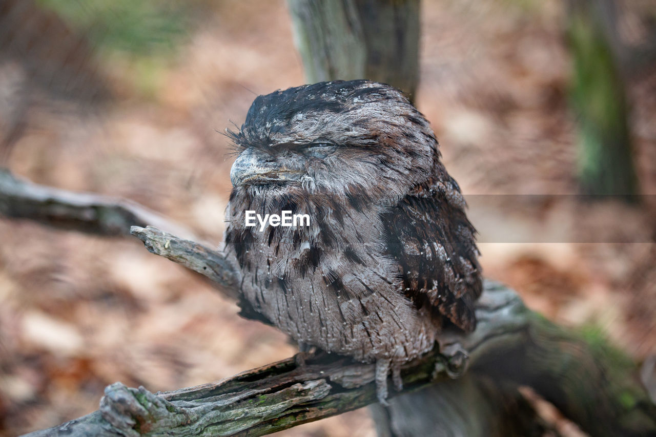 Close-up of owl perching on wood