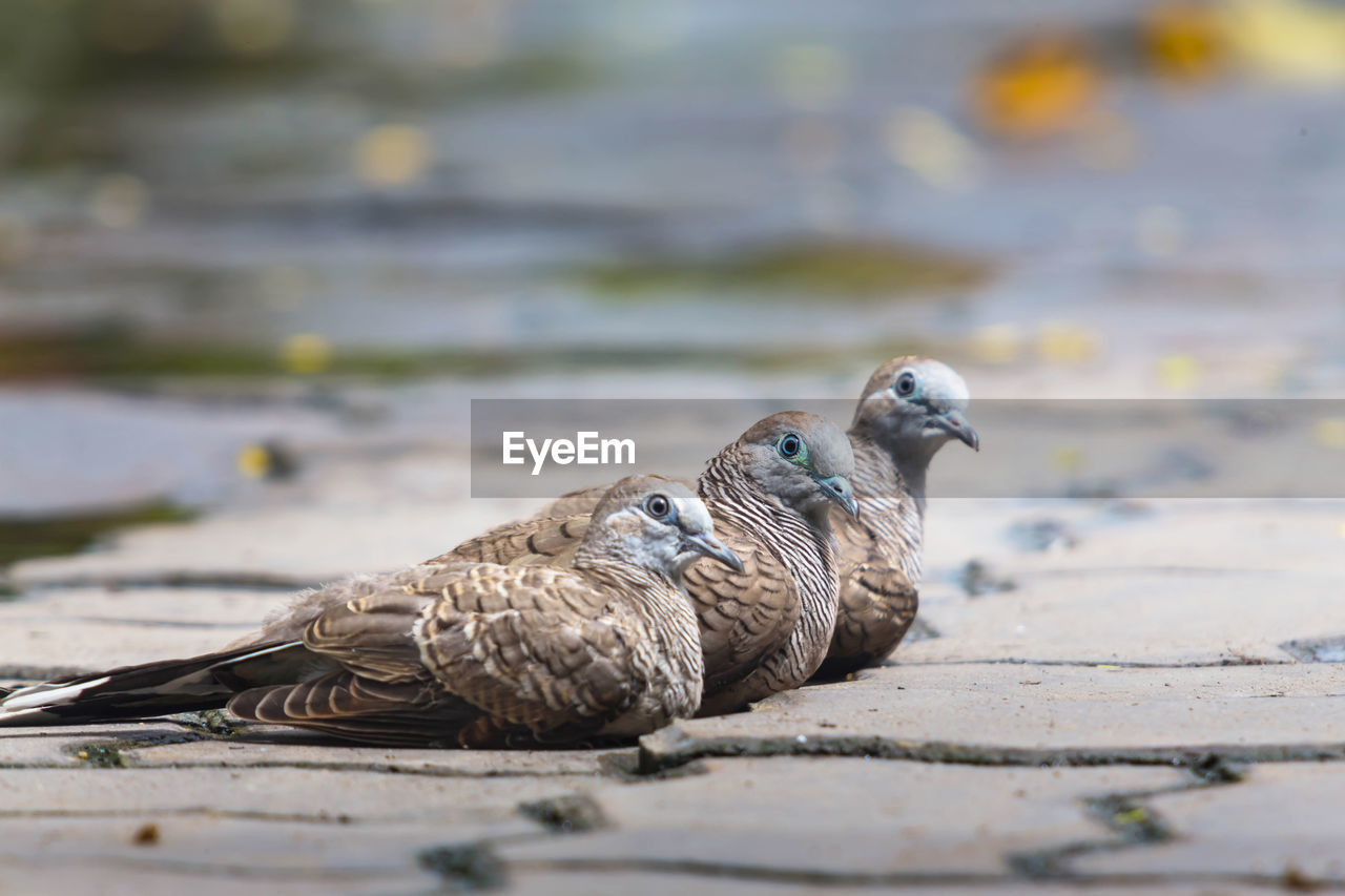 Three doves on cement floor. facing the same.