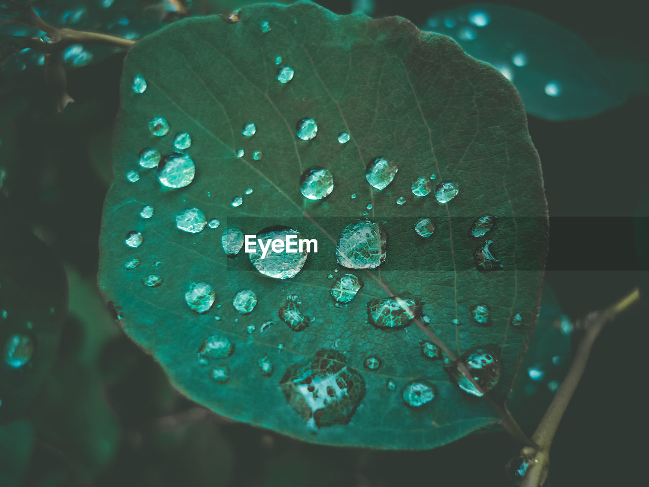 Close-up of water drops on leaves