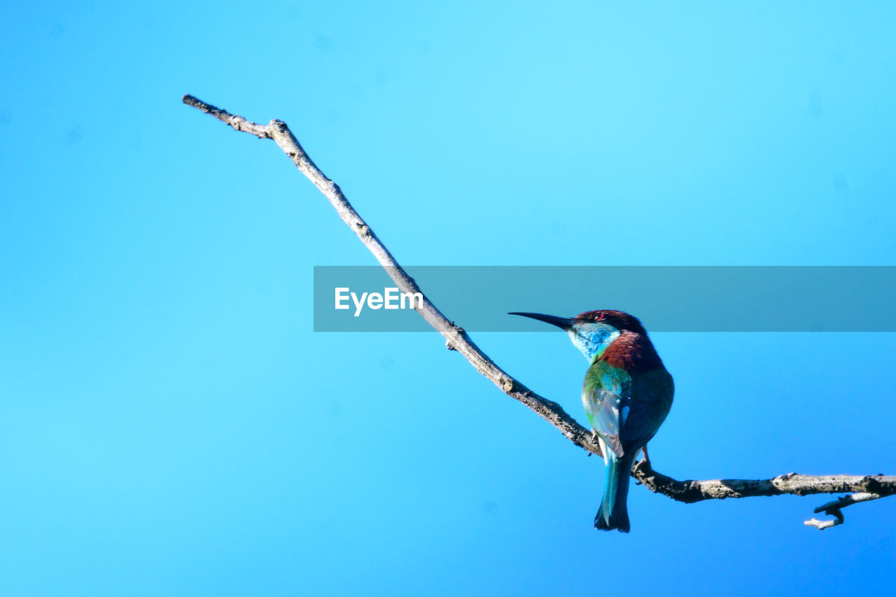 LOW ANGLE VIEW OF BIRD PERCHING ON A BRANCH