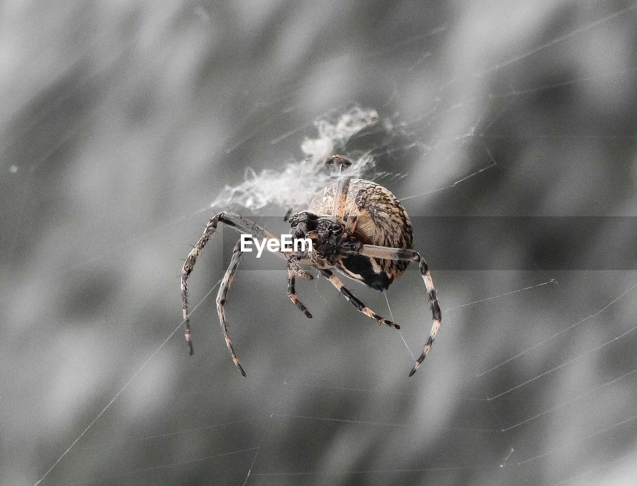 CLOSE-UP OF SPIDER IN WEB