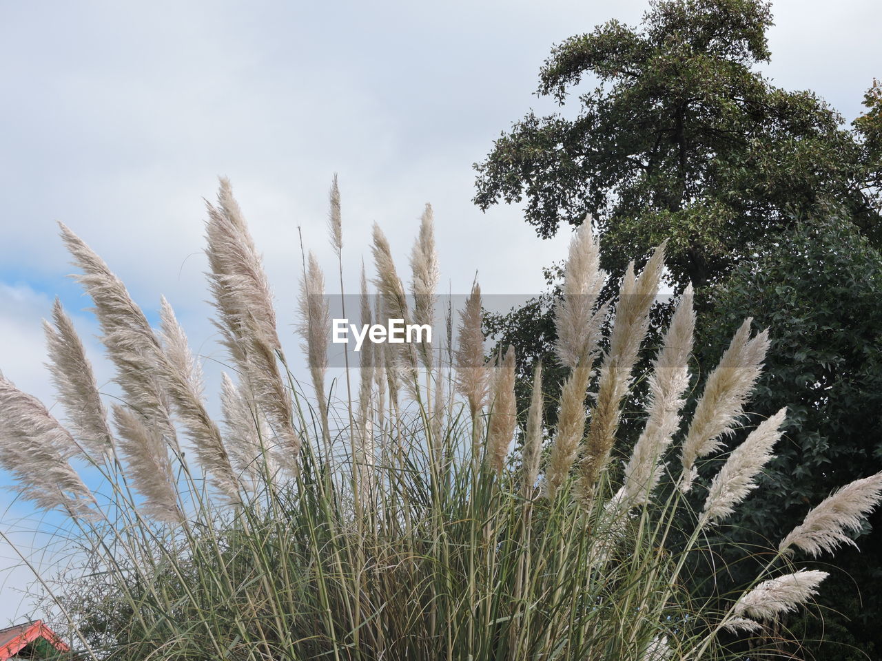 Low angle view of plants growing against sky