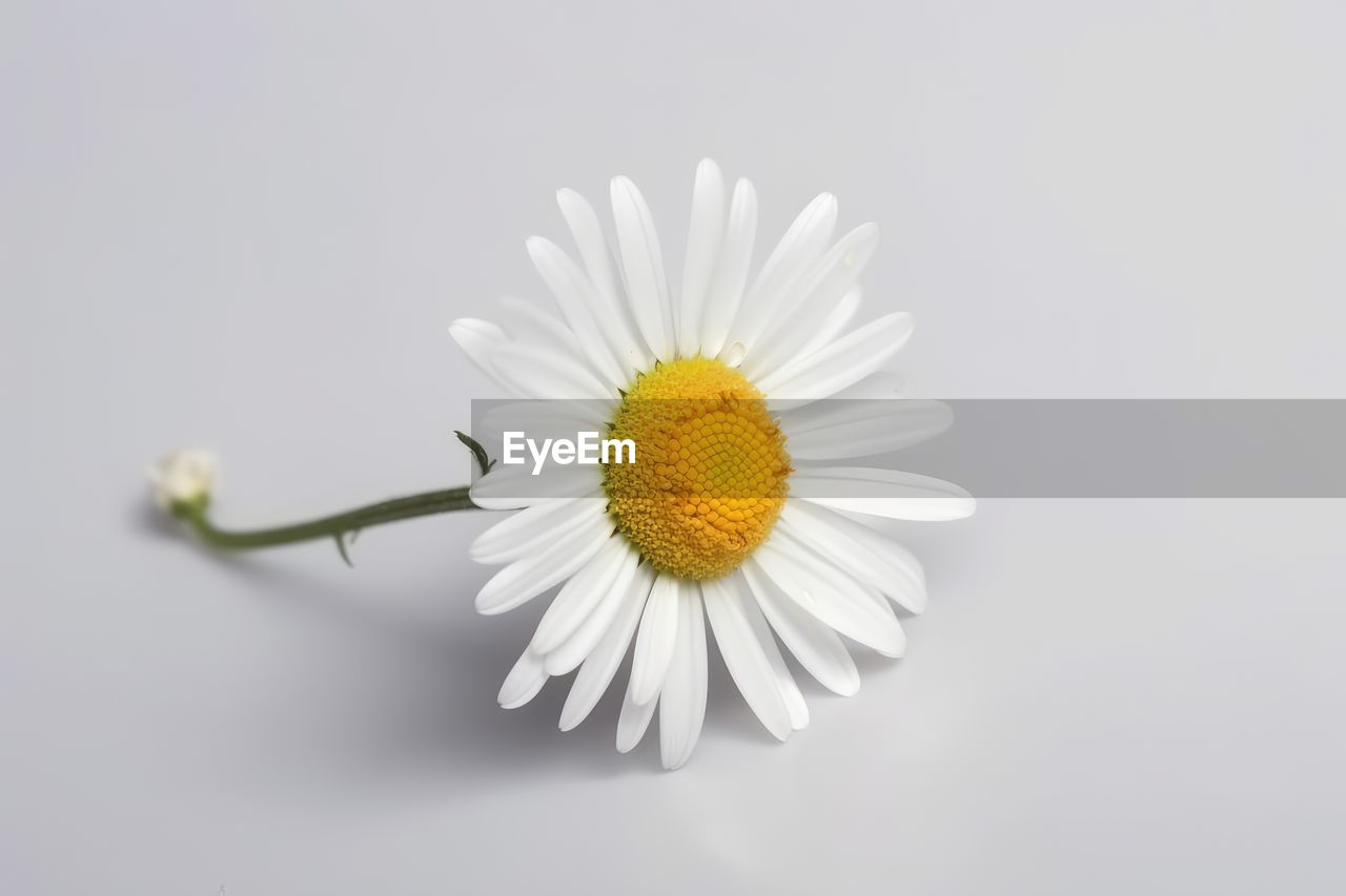 flower, flowering plant, freshness, plant, flower head, fragility, petal, beauty in nature, yellow, inflorescence, daisy, studio shot, white, close-up, growth, pollen, nature, indoors, no people, copy space, blossom, white background, cut out, simplicity, botany, macro photography, single object