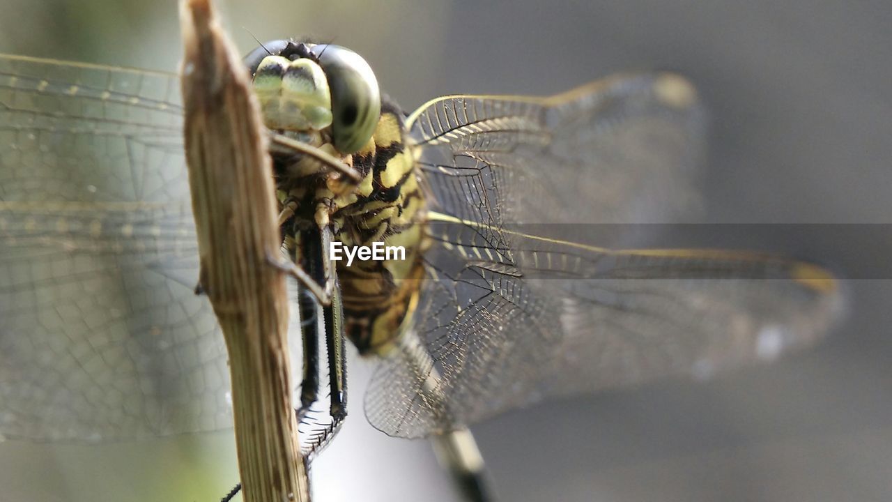 CLOSE-UP OF GRASSHOPPER