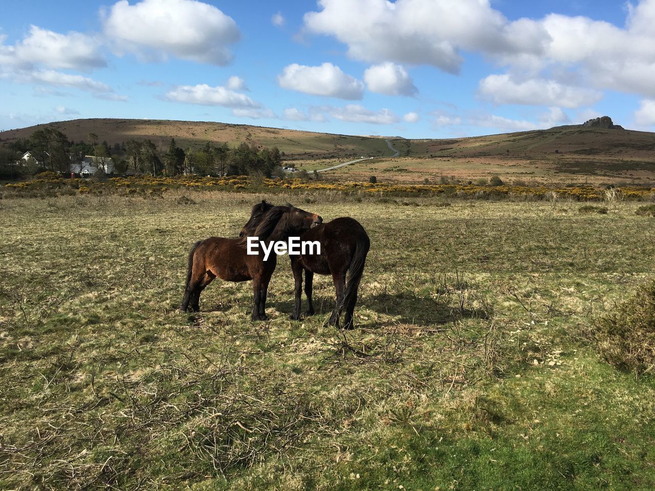 Dartmoor ponies embracing on field at farm