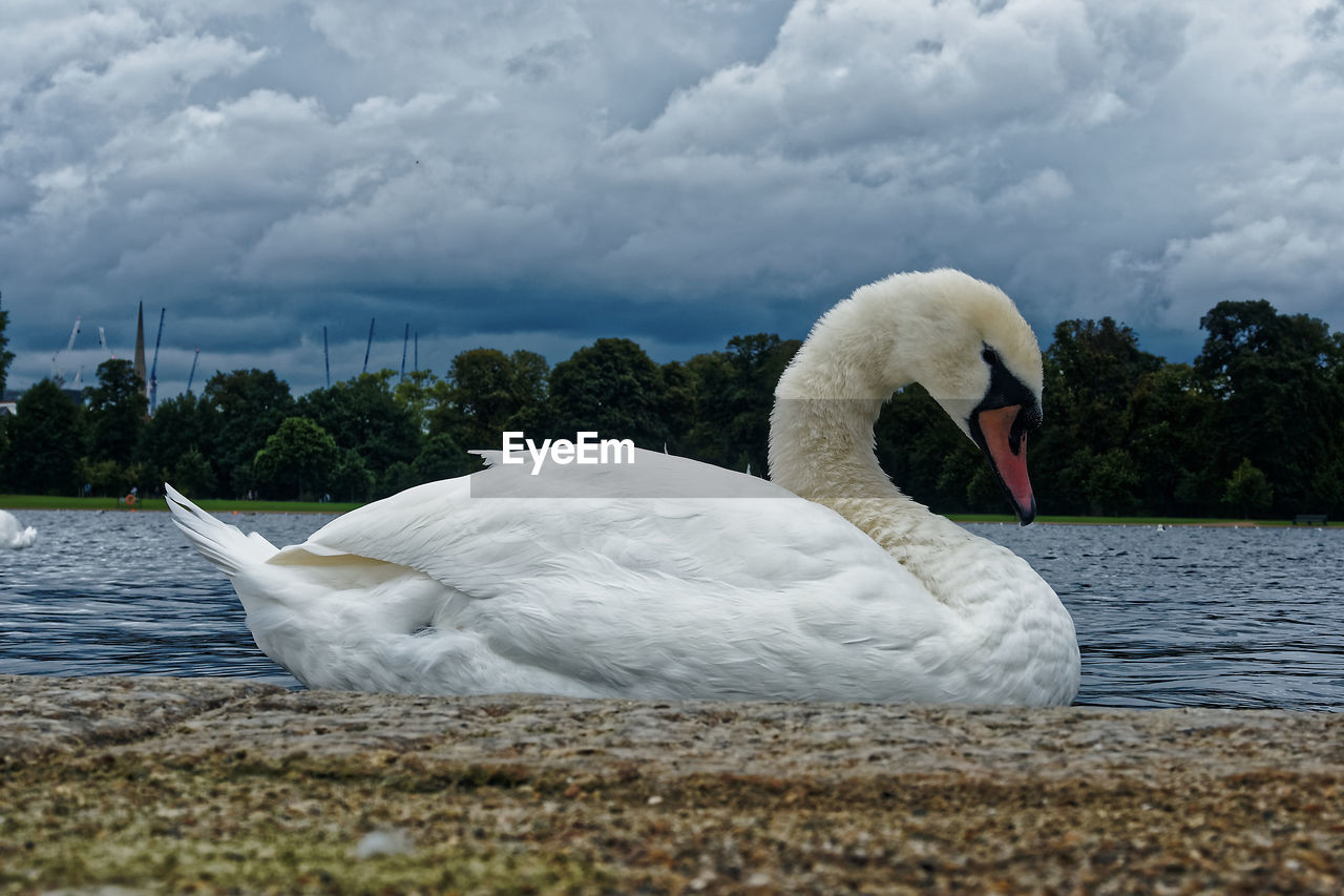 WHITE SWAN FLOATING ON LAKE