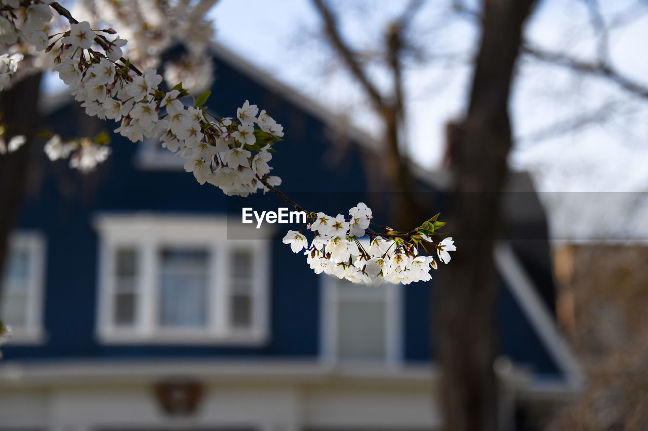 plant, flower, spring, flowering plant, tree, nature, blossom, springtime, beauty in nature, fragility, freshness, branch, focus on foreground, growth, architecture, white, cherry blossom, no people, day, outdoors, building exterior, close-up, built structure, selective focus, sky, twig, building, winter, cherry tree, flower head