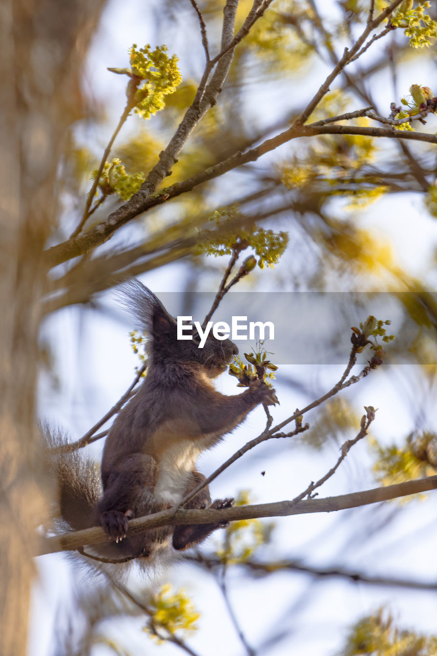 A squirrel sits on a branch and eats the flowers of a tree