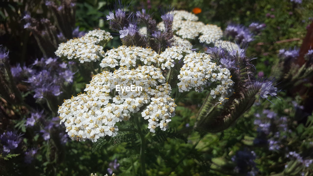 Close-up of flowers