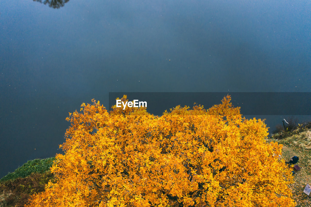 Large oak tree with yellow leaves by the river