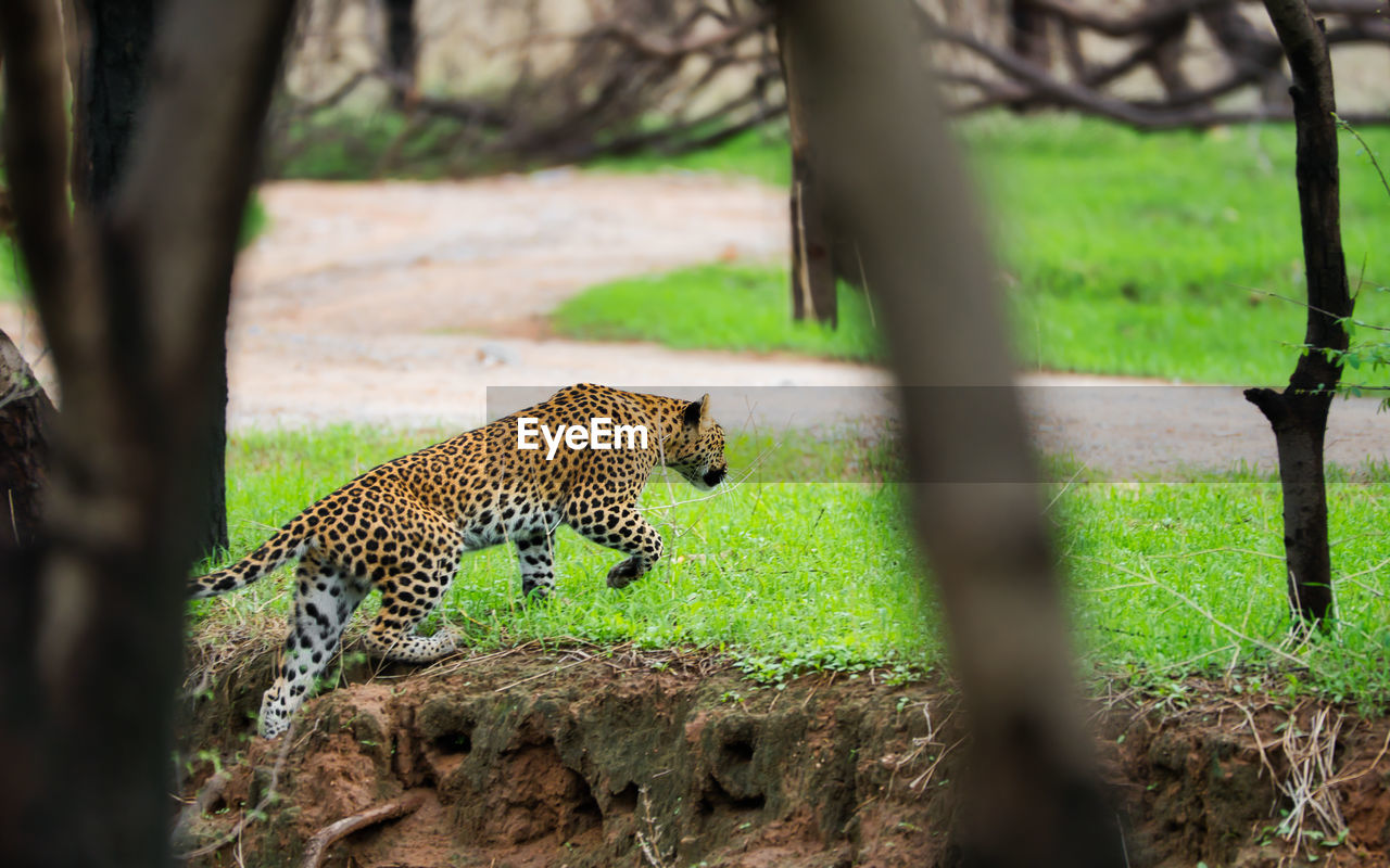 View of leopard moving away