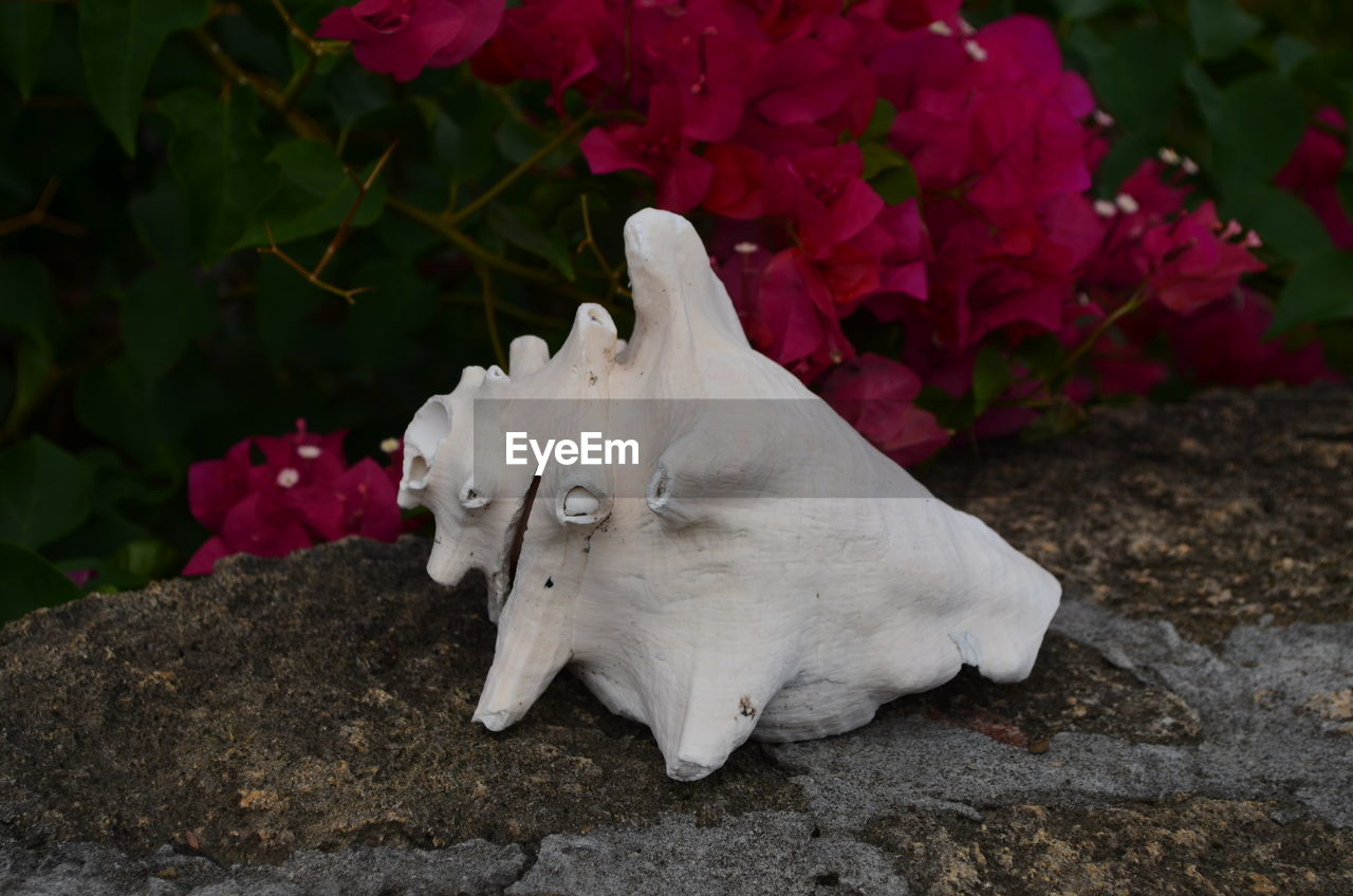 White shell with bright flowers