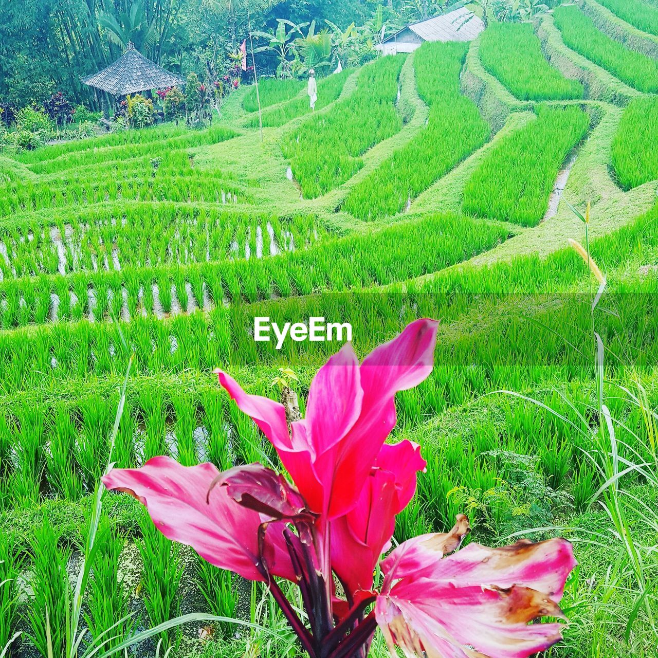 PINK FLOWER GROWING ON LAND