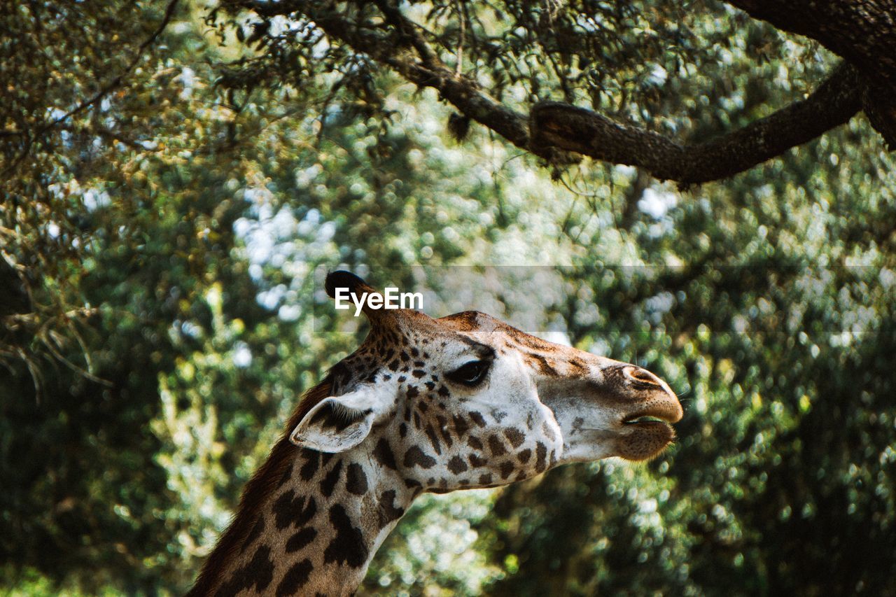 Close-up of giraffe in forest