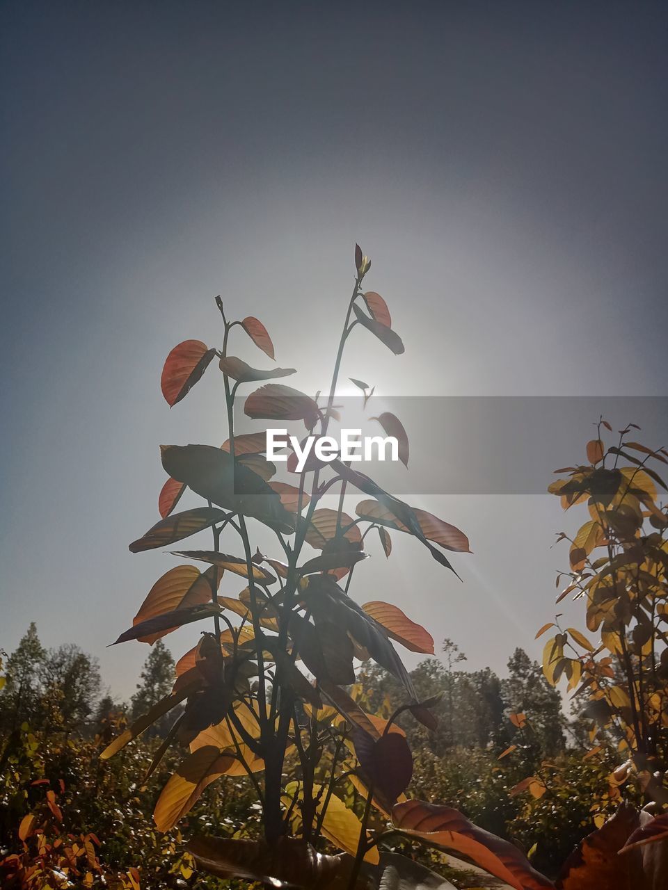 LOW ANGLE VIEW OF FLOWERING PLANTS AGAINST SKY