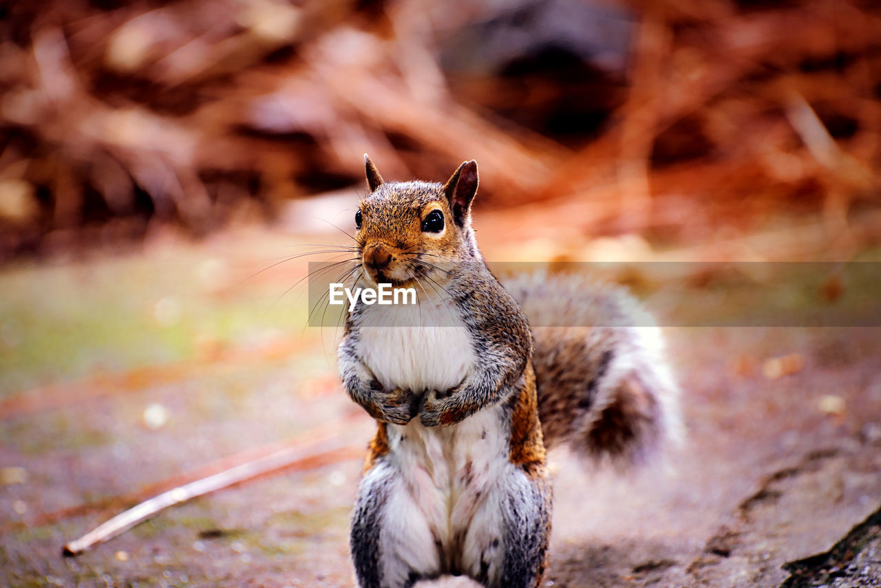 CLOSE-UP OF SQUIRREL ON A FIELD