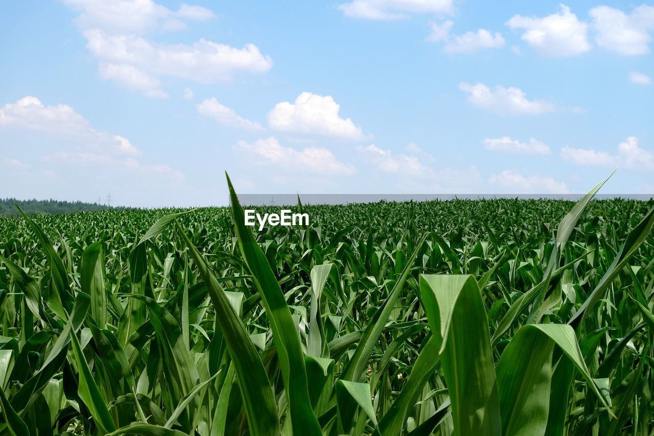 CROPS GROWING ON FIELD