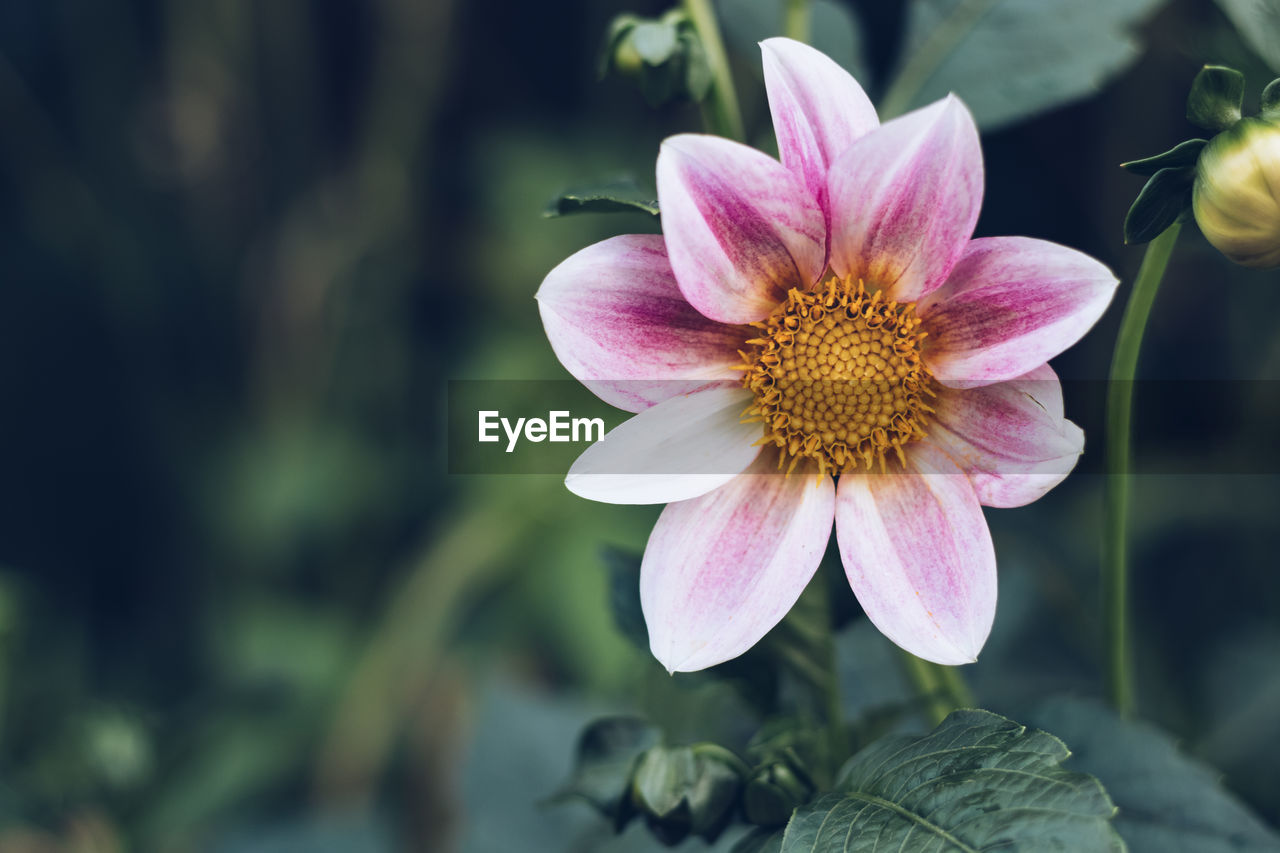 flower, flowering plant, plant, beauty in nature, freshness, flower head, pink, petal, close-up, fragility, nature, inflorescence, macro photography, growth, blossom, pollen, focus on foreground, no people, springtime, leaf, outdoors, plant part, botany, purple, wildflower, summer, social issues, magenta, water, environment