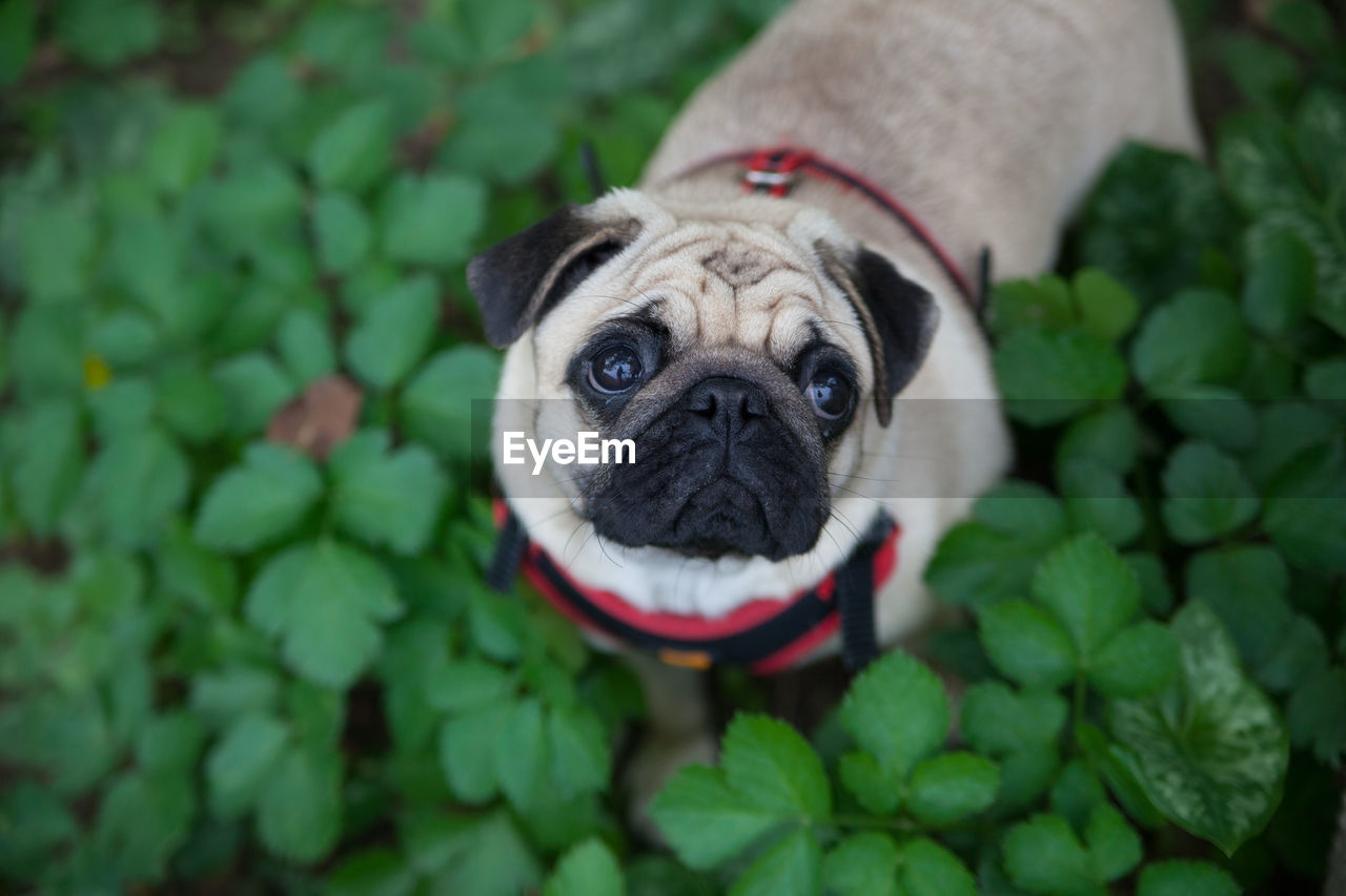 CLOSE-UP PORTRAIT OF DOG