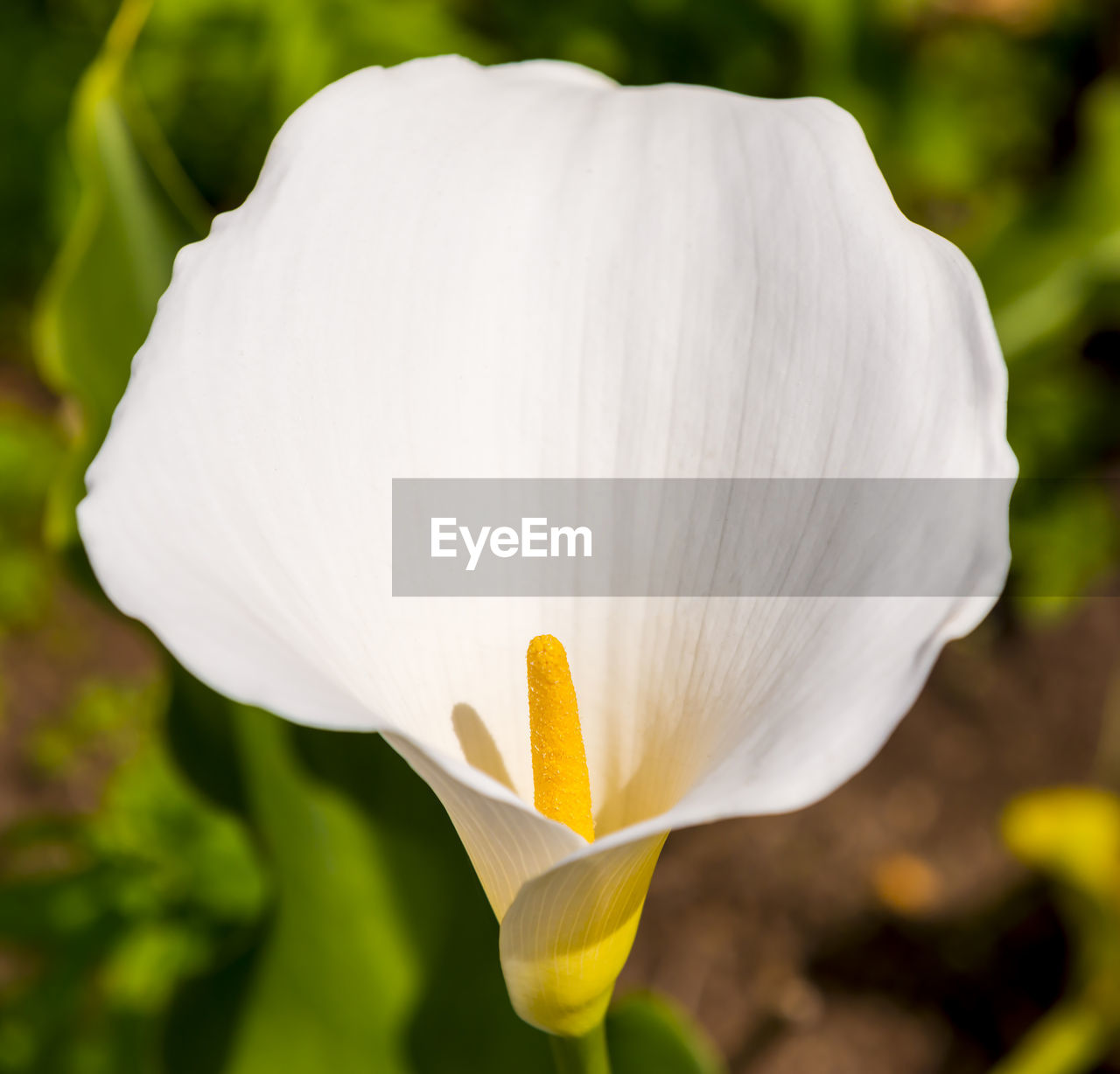 CLOSE-UP OF WHITE FLOWER WITH GREEN PLANT