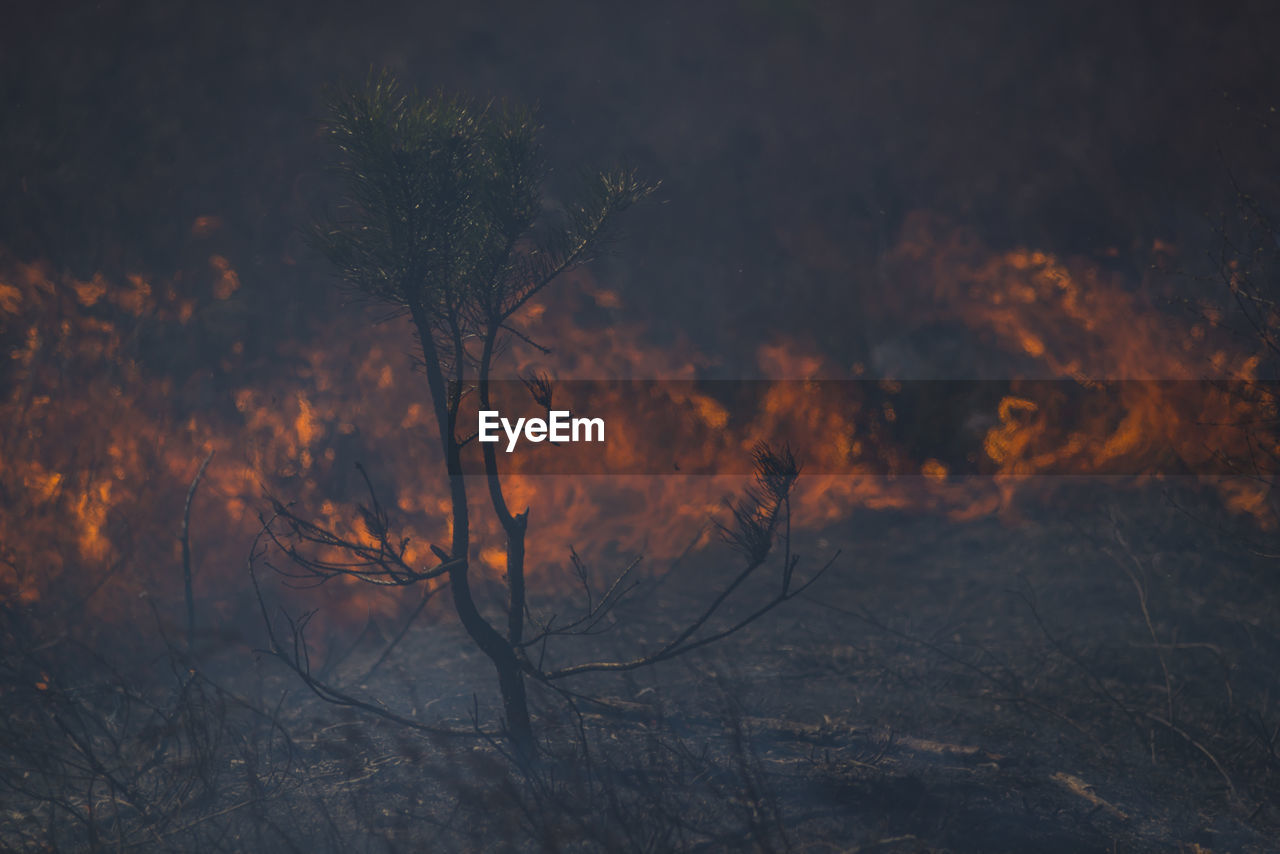 Forest fire is ukraine, chernobyl, april 2020, disaster, ecology catastrophe