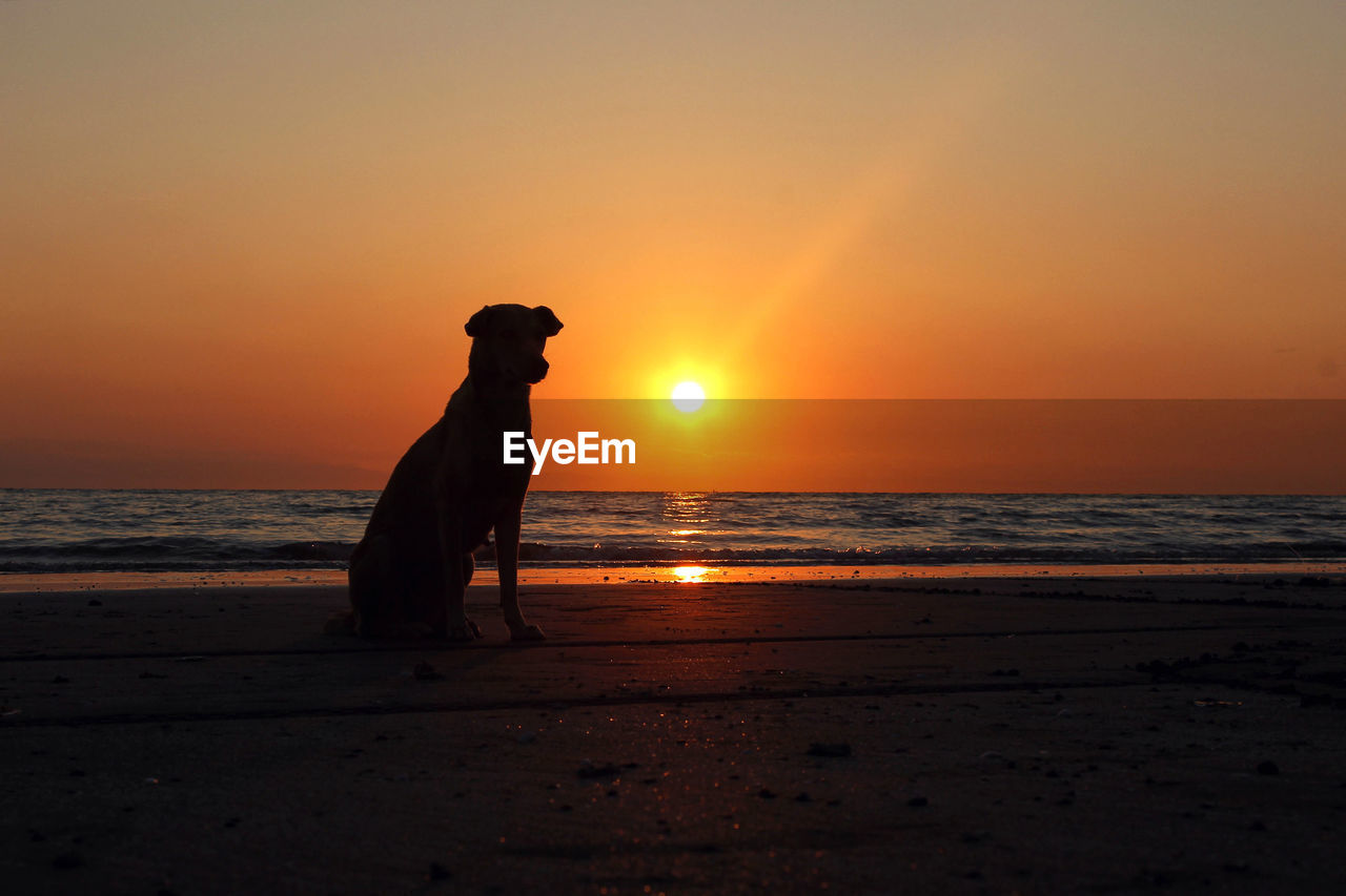 Scenic view of dog on beach at sunset