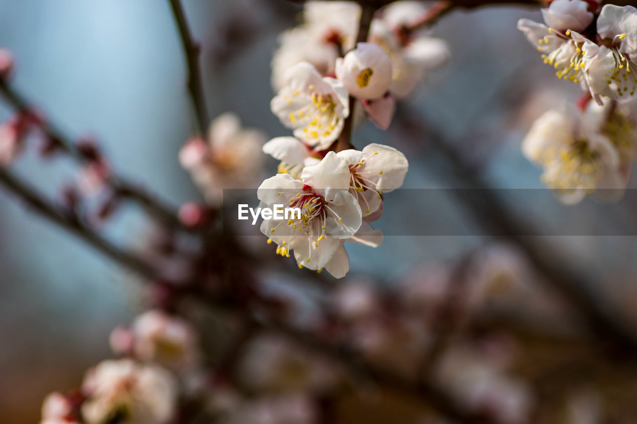 plant, flower, flowering plant, blossom, fragility, freshness, beauty in nature, springtime, tree, growth, branch, nature, cherry blossom, close-up, spring, produce, flower head, focus on foreground, food, inflorescence, no people, petal, twig, selective focus, day, macro photography, outdoors, white, pink, food and drink, almond tree, fruit, pollen, cherry tree, botany, almond, fruit tree, stamen, plum blossom, agriculture