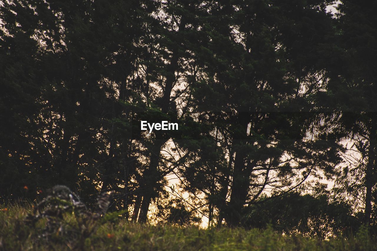 TREES ON GRASSY FIELD IN PARK