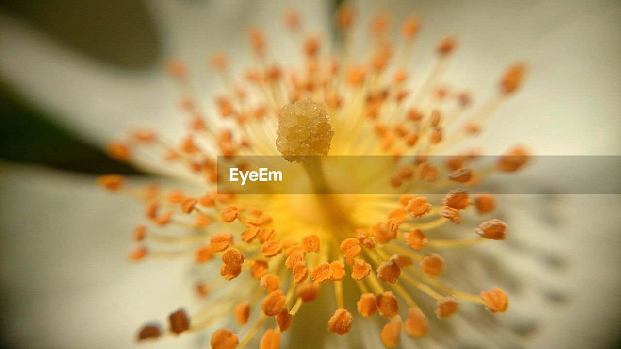 Extreme close-up of flower