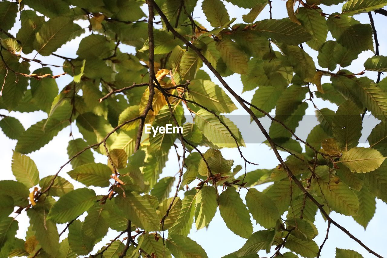 LOW ANGLE VIEW OF GREEN LEAVES ON TREE