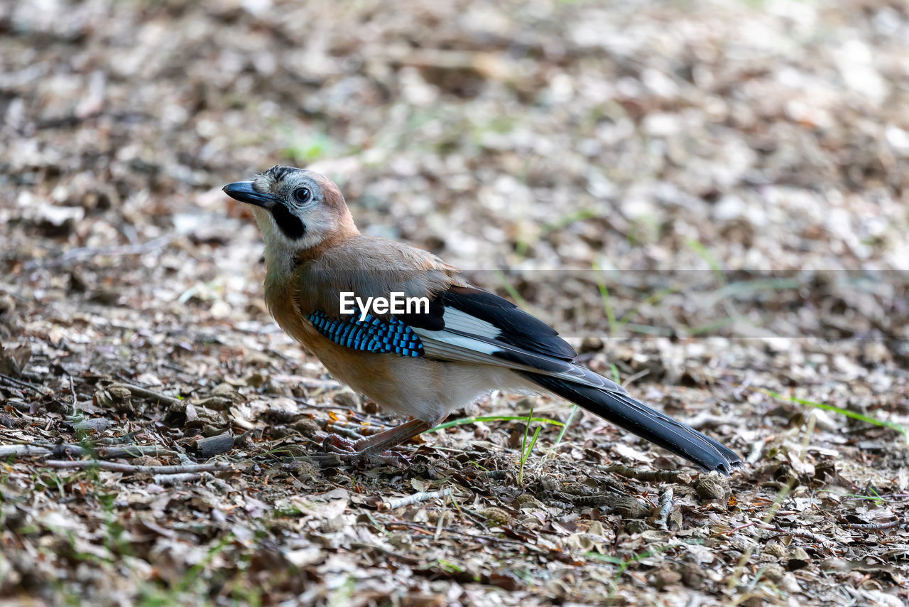 CLOSE-UP OF A BIRD IN A FIELD