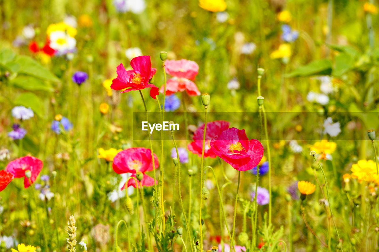 CLOSE-UP OF PINK FLOWERING PLANTS ON FIELD