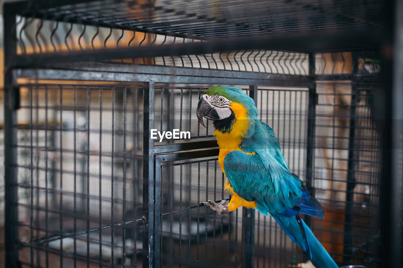 VIEW OF A BIRD IN CAGE