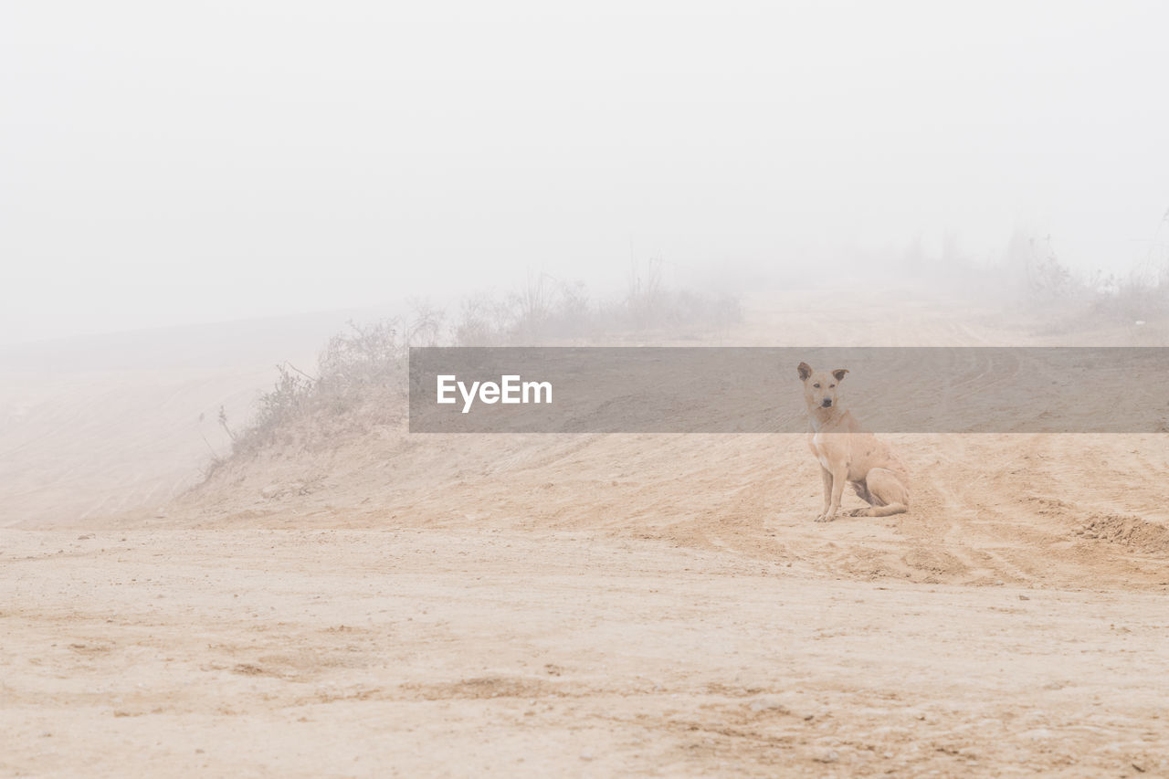 View of dog on landscape