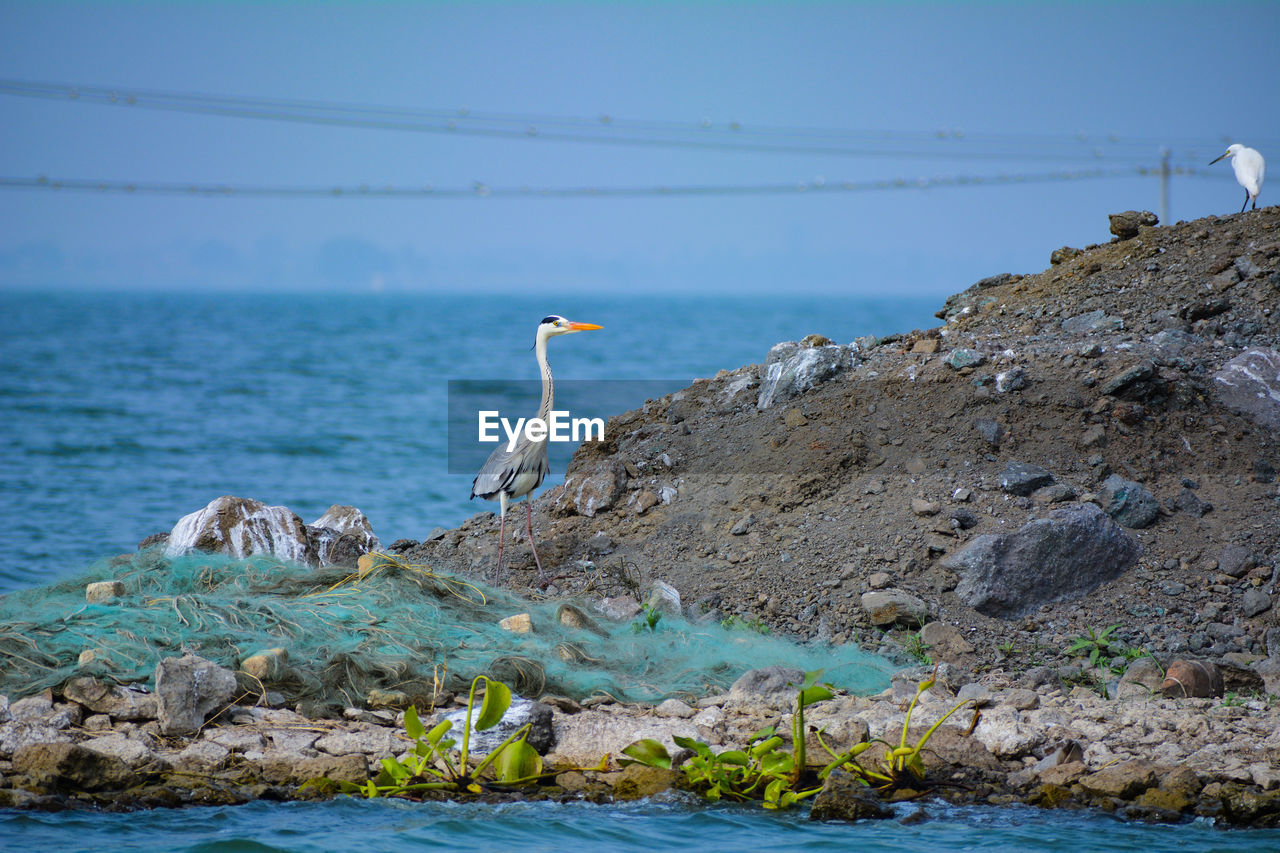 VIEW OF BIRDS ON BEACH