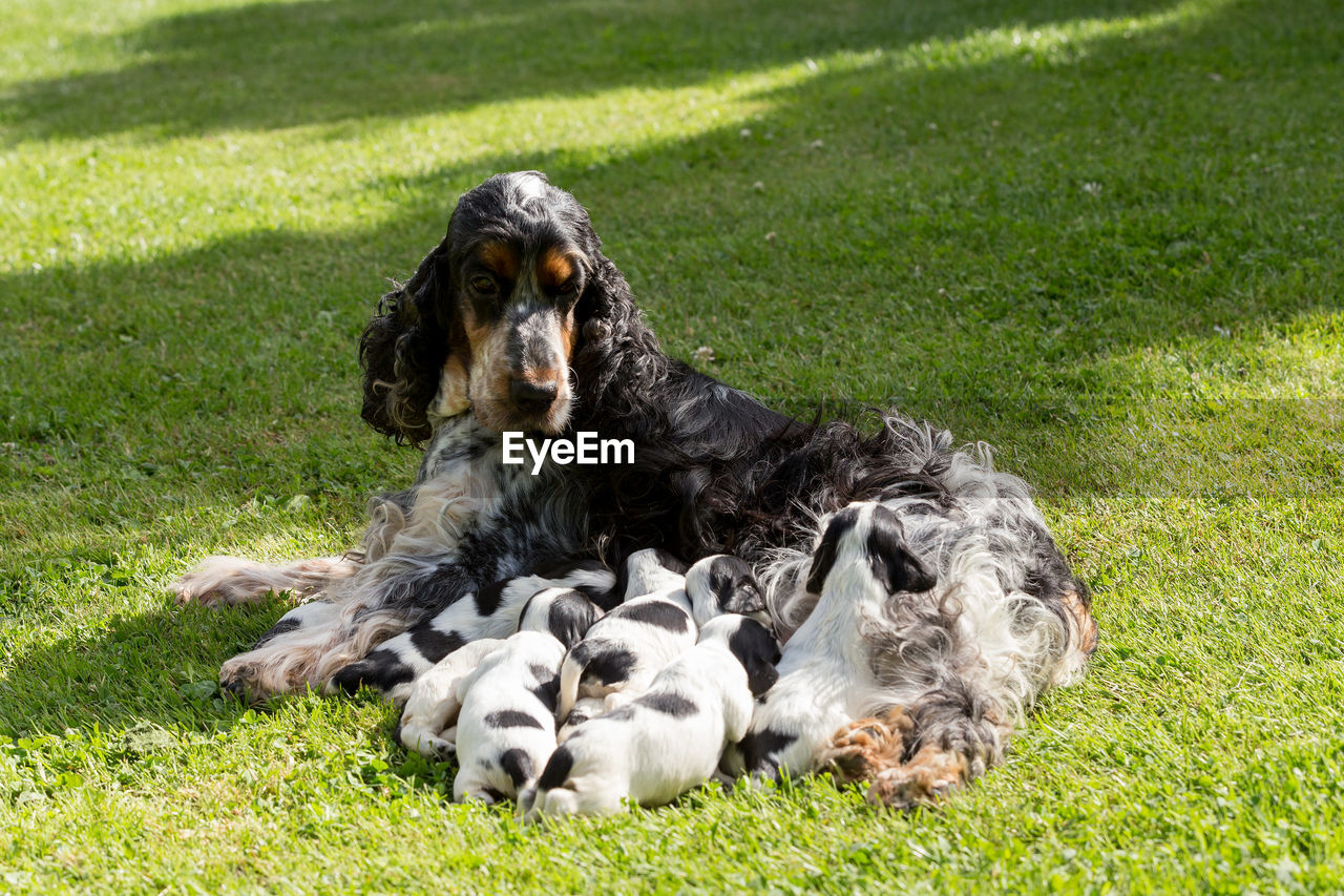 HIGH ANGLE VIEW OF A DOG RESTING