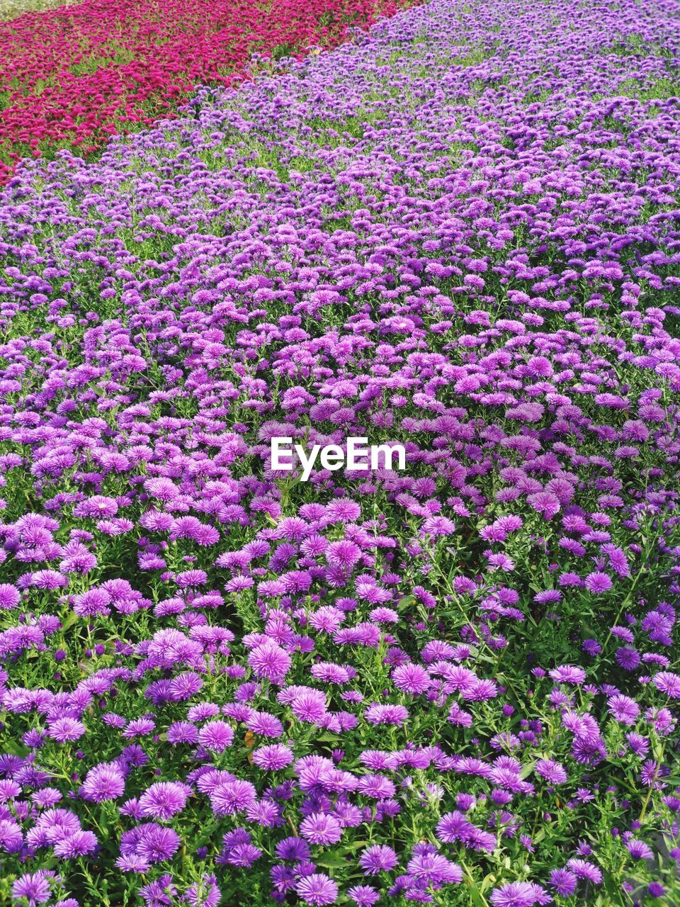 plant, flower, flowering plant, beauty in nature, growth, freshness, fragility, field, nature, land, no people, day, full frame, purple, abundance, pink, high angle view, springtime, tranquility, backgrounds, flowerbed, outdoors, wildflower, scenics - nature, botany, blossom, landscape, tranquil scene, meadow