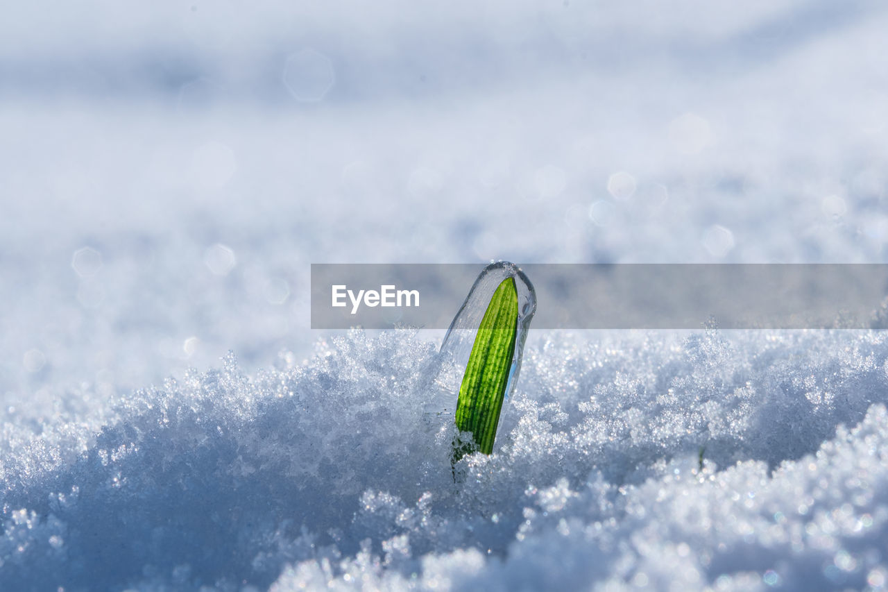 Green grass covered with ice