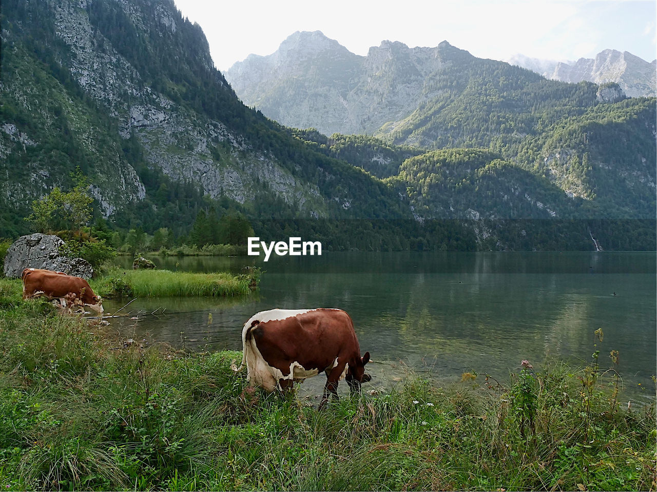 VIEW OF A HORSE IN LAKE