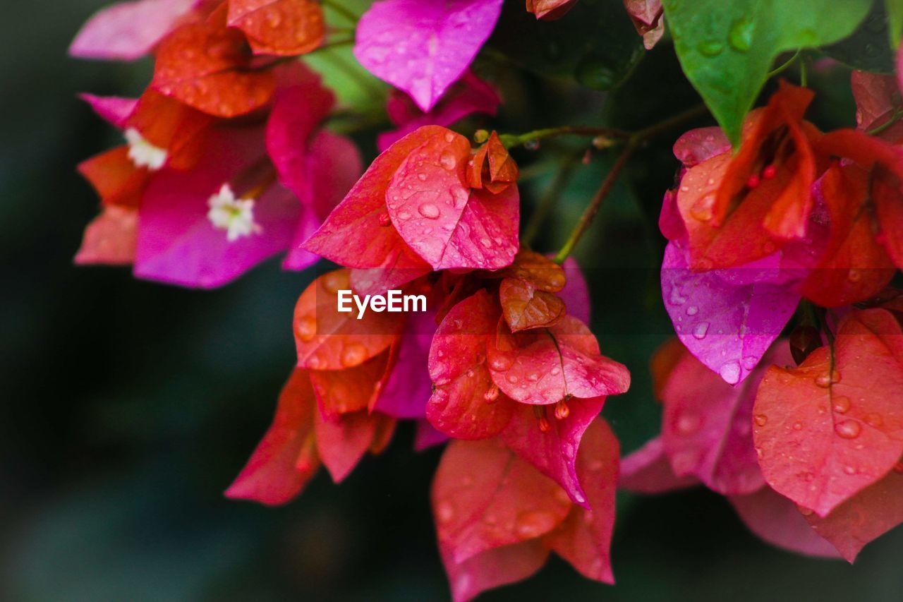 Close-up of wet purple flowering plants