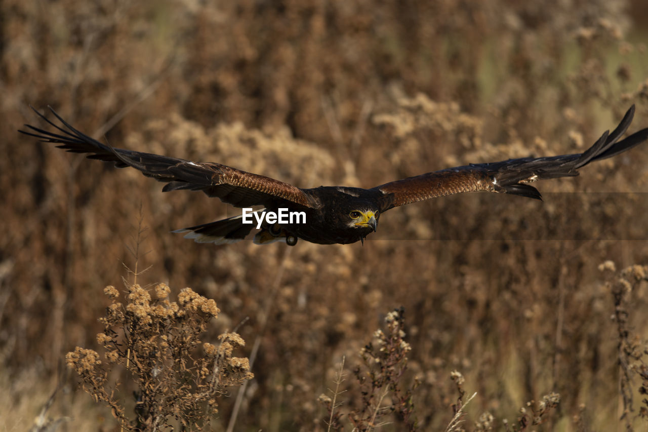 A trained harris's hawk in flight, scientific name, parabuteo unicinctus.