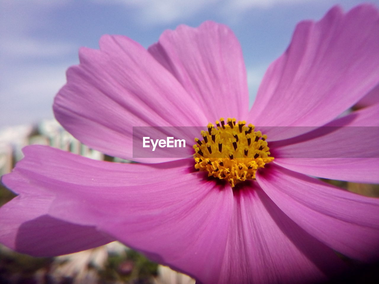 CLOSE-UP OF PINK FLOWER BLOOMING